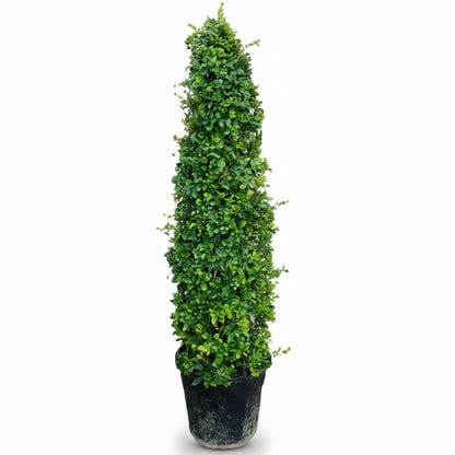 Ehretia microphylla, Fukien Tea, Cone Shape