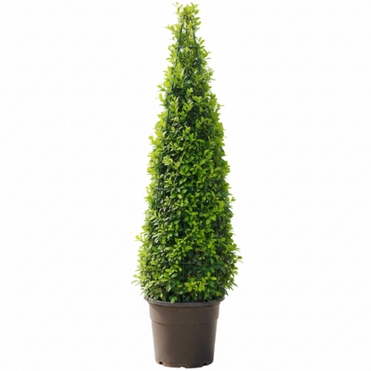 Ehretia microphylla, Fukien Tea, Cone Shape