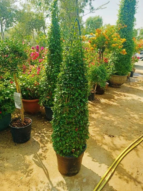 Ehretia microphylla, Fukien Tea, Cone Shape