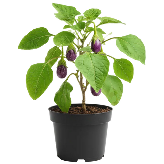 Egg Plant, Solanum Melongena