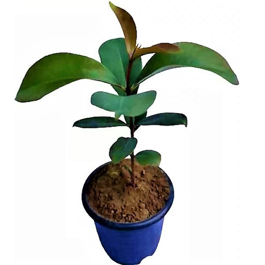 Black Plum, Syzygium Cumini, Java Plum, Jamun, Jambolan - www.Greenie.ae Buy online Best and Healthy Plants and quality products guarantee in Dubai Plants Shop in Dubai Abu Dhabi all over UAE Plants near me Fresh Plants in Dubai where to buy plants in UAE - Greenie.ae