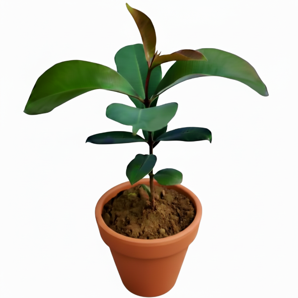 Black Plum, Syzygium Cumini, Java Plum, Jamun, Jambolan