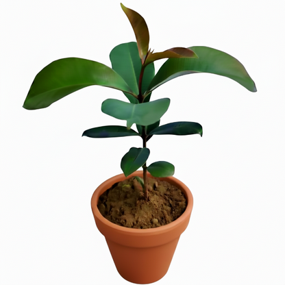 Black Plum, Syzygium Cumini, Java Plum, Jamun, Jambolan