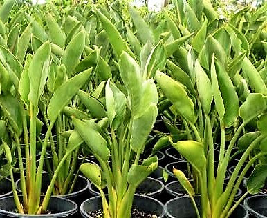 Bird of Paradise, Strelitzia Reginae, Indoor - www.Greenie.ae Buy online Best and Healthy Plants and quality products guarantee in Dubai Plants Shop in Dubai Abu Dhabi all over UAE Plants near me Fresh Plants in Dubai where to buy plants in UAE - Greenie.ae