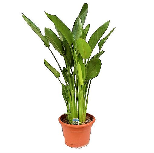 Bird of Paradise, Strelitzia Reginae, Indoor - www.Greenie.ae Buy online Best and Healthy Plants and quality products guarantee in Dubai Plants Shop in Dubai Abu Dhabi all over UAE Plants near me Fresh Plants in Dubai where to buy plants in UAE - Greenie.ae