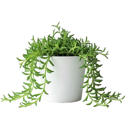 String of Dolphins, Senecio Peregrinus