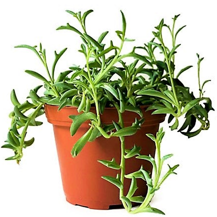 String of Dolphins, Senecio Peregrinus