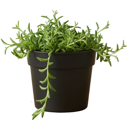 String of Dolphins, Senecio Peregrinus