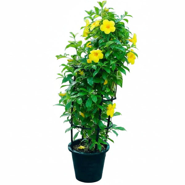 A potted green climbing plant with small yellow flowers growing up a black metal trellis in a black plastic pot, isolated on a white background.