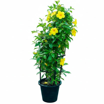 A potted green climbing plant with small yellow flowers growing up a black metal trellis in a black plastic pot, isolated on a white background.