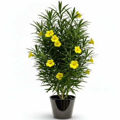 Thevetia Peruviana, Cascabela Thevetia, Yellow Oleander