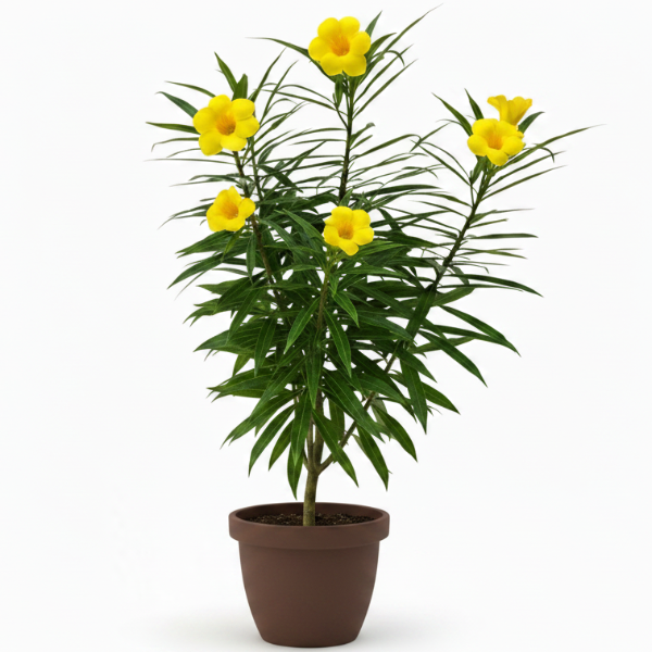 Thevetia Peruviana, Cascabela Thevetia, Yellow Oleander