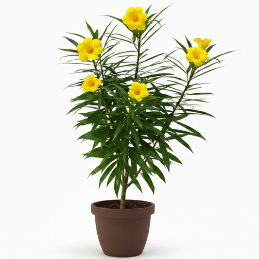 Thevetia Peruviana, Cascabela Thevetia, Yellow Oleander