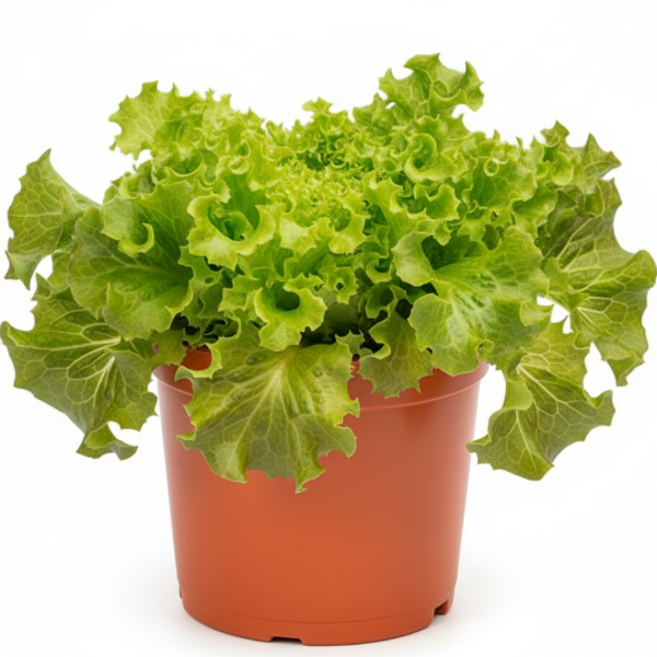 Lettuce, Lactuca Sativa