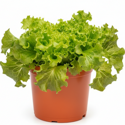 Lettuce, Lactuca Sativa