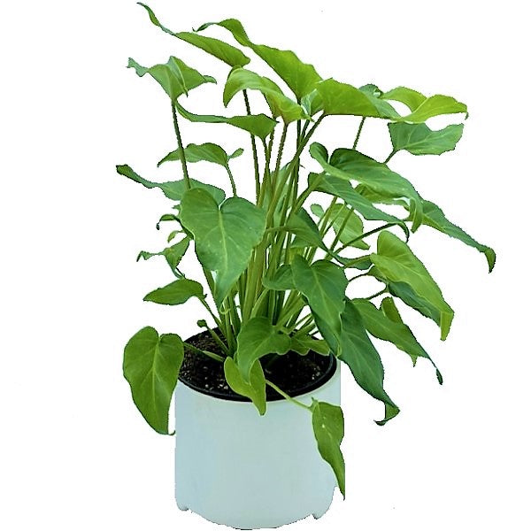 polka dot philodendron Philodendron xanadu