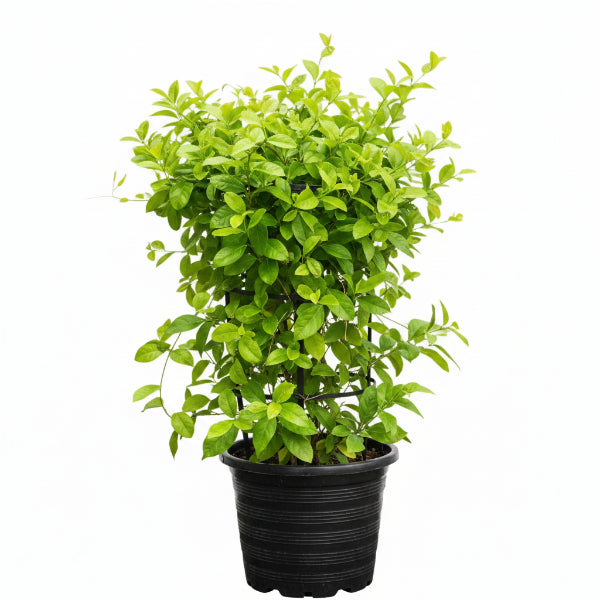Tristellateia australasiae, Shower of Gold Climber