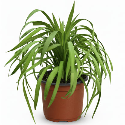 Yucca Desmetiana, Blue Boy