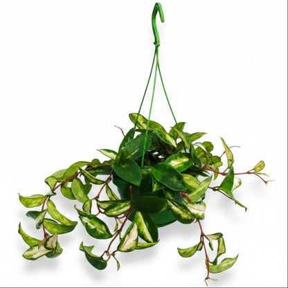 A potted Hoya Carnosa, also known as Wax Plant, with thick, waxy foliage and green leathery leaves. The plant has long, branching stems and produces star-shaped flowers.