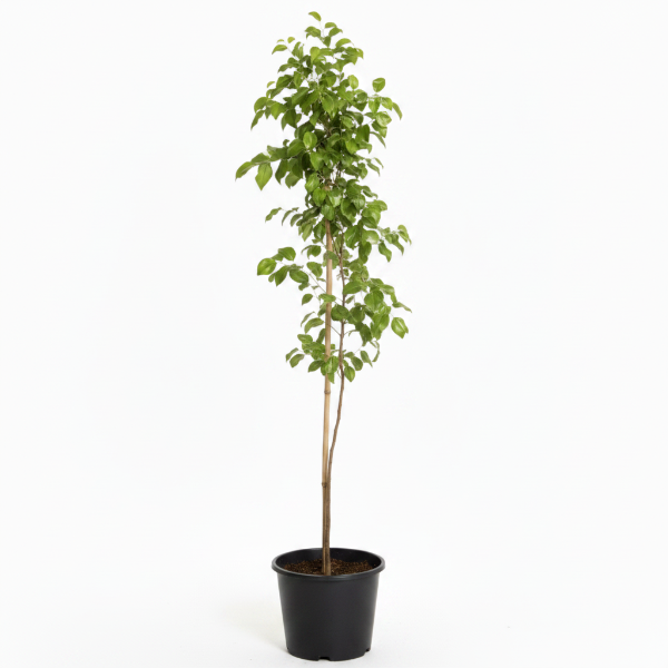 Ziziphus jujuba, Jujube Tree - Greenie.ae Dubai UAE Delivery Online Shop