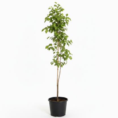 Ziziphus jujuba, Jujube Tree - Greenie.ae Dubai UAE Delivery Online Shop