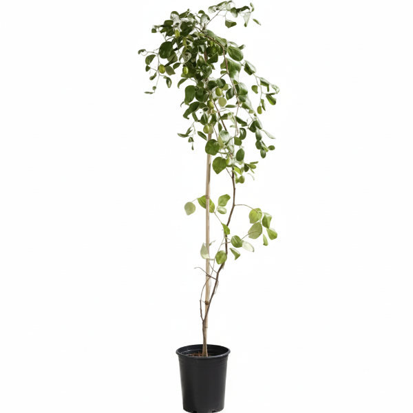 Ziziphus jujuba, Jujube Tree - Greenie.ae Dubai UAE Delivery Online Shop