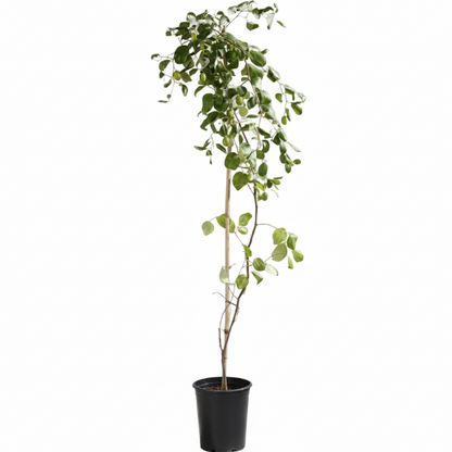 Ziziphus jujuba, Jujube Tree - Greenie.ae Dubai UAE Delivery Online Shop