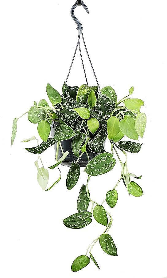 Satin Pothos Hanging - www.Greenie.ae Buy online Best and Healthy Plants and quality products guarantee in Dubai Plants Shop in Dubai Abu Dhabi all over UAE Plants near me Fresh Plants in Dubai where to buy plants in UAE - Greenie.ae