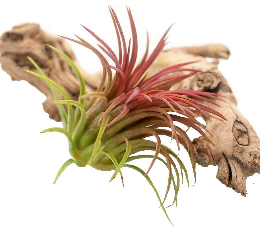 Tillandsia Lonantha Red Clumb - www.Greenie.ae Buy online Best and Healthy Plants and quality products guarantee in Dubai Plants Shop in Dubai Abu Dhabi all over UAE Plants near me Fresh Plants in Dubai where to buy plants in UAE - Greenie.ae