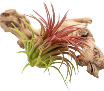 Tillandsia Lonantha Red Clumb - www.Greenie.ae Buy online Best and Healthy Plants and quality products guarantee in Dubai Plants Shop in Dubai Abu Dhabi all over UAE Plants near me Fresh Plants in Dubai where to buy plants in UAE - Greenie.ae
