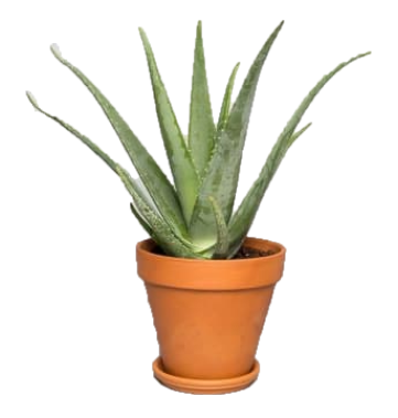 aloe vera plant dubai Aloe Vera, Medicina Aloe, Indoor