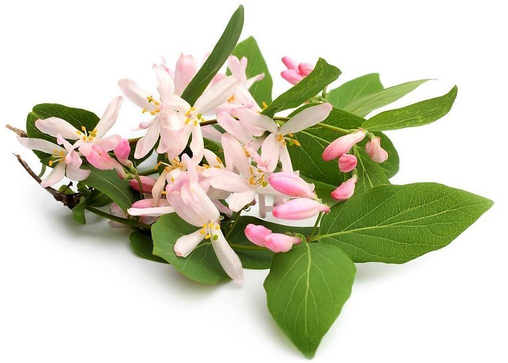 Rangoon Creeper , Quisqualis Indica, Red Jasmine - www.Greenie.ae Buy online Best and Healthy Plants and quality products guarantee in Dubai Plants Shop in Dubai Abu Dhabi all over UAE Plants near me Fresh Plants in Dubai where to buy plants in UAE - Greenie.ae