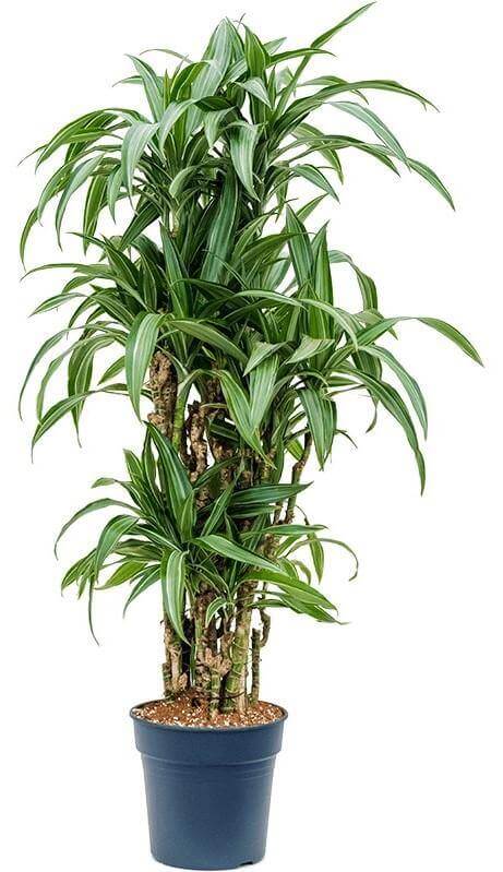 dracaena ulises Dracaena Fragrans Ulises Ulysses Dubai UAE best online Plants