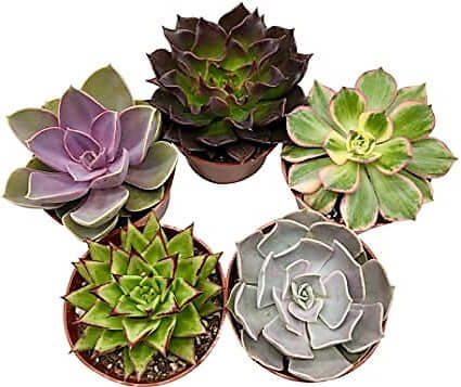 succulent plants dubai Mini succulents "Per Piece"