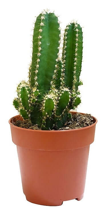 Peruvian Cactus, Cereus Peruvianus - www.Greenie.ae Buy online Best and Healthy Plants and quality products guarantee in Dubai Plants Shop in Dubai Abu Dhabi all over UAE Plants near me Fresh Plants in Dubai where to buy plants in UAE - Greenie.ae