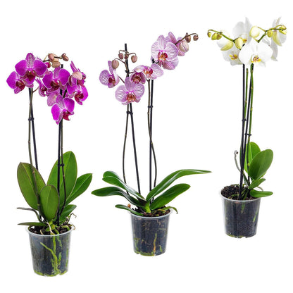 Moth Orchids, Phalaenopsis orchids - www.Greenie.ae Buy online Best and Healthy Plants and quality products guarantee in Dubai Plants Shop in Dubai Abu Dhabi all over UAE Plants near me Fresh Plants in Dubai where to buy plants in UAE - Greenie.ae