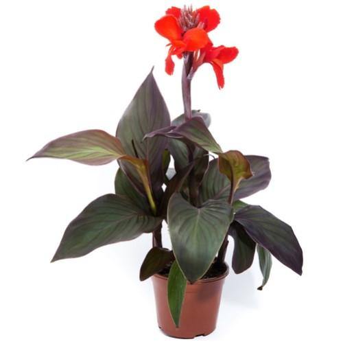 Canna Indica, Purpurea - www.Greenie.ae Buy online Best and Healthy Plants and quality products guarantee in Dubai Plants Shop in Dubai Abu Dhabi all over UAE Plants near me Fresh Plants in Dubai where to buy plants in UAE - Greenie.ae