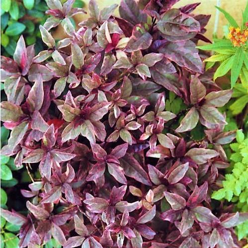 Eranthemum Atropurpureum, Purple False Eranthemum - www.Greenie.ae Buy online Best and Healthy Plants and quality products guarantee in Dubai Plants Shop in Dubai Abu Dhabi all over UAE Plants near me Fresh Plants in Dubai where to buy plants in UAE - Greenie.ae