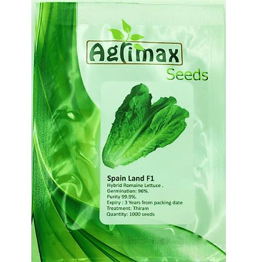 Lettuce Spain Land F1 Premium Quality Seeds - www.Greenie.ae Buy online Best and Healthy Plants and quality products guarantee in Dubai Plants Shop in Dubai Abu Dhabi all over UAE Plants near me Fresh Plants in Dubai where to buy plants in UAE - Greenie.ae