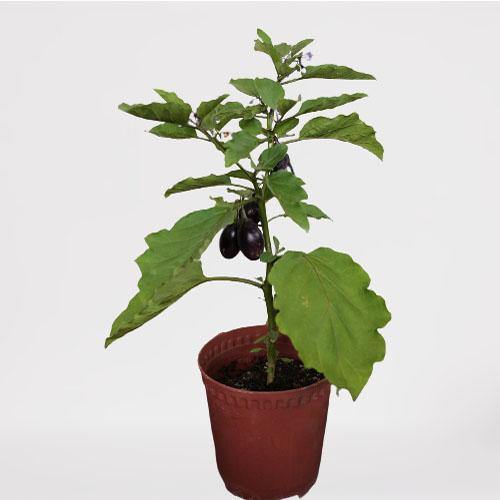 Eggplant - www.Greenie.ae Buy online Best and Healthy Plants and quality products guarantee in Dubai Plants Shop in Dubai Abu Dhabi all over UAE Plants near me Fresh Plants in Dubai where to buy plants in UAE - Greenie.ae