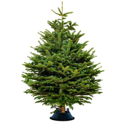 Real Christmas tree, Nordmann fir, Caucasian fir - www.Greenie.ae Buy online Best and Healthy Plants and quality products guarantee in Dubai Plants Shop in Dubai Abu Dhabi all over UAE Plants near me Fresh Plants in Dubai where to buy plants in UAE - Greenie.ae