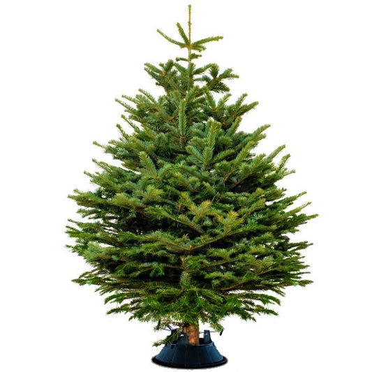 Real Christmas tree, Nordmann fir, Caucasian fir - www.Greenie.ae Buy online Best and Healthy Plants and quality products guarantee in Dubai Plants Shop in Dubai Abu Dhabi all over UAE Plants near me Fresh Plants in Dubai where to buy plants in UAE - Greenie.ae