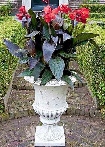 Canna Indica, Purpurea - www.Greenie.ae Buy online Best and Healthy Plants and quality products guarantee in Dubai Plants Shop in Dubai Abu Dhabi all over UAE Plants near me Fresh Plants in Dubai where to buy plants in UAE - Greenie.ae