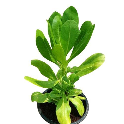 Scaevola frutescens, Vahl Beach Naupaka, Hawaiian Half Flower, Sea Lettuce - www.Greenie.ae Buy online Best and Healthy Plants and quality products guarantee in Dubai Plants Shop in Dubai Abu Dhabi all over UAE Plants near me Fresh Plants in Dubai where to buy plants in UAE - Greenie.ae