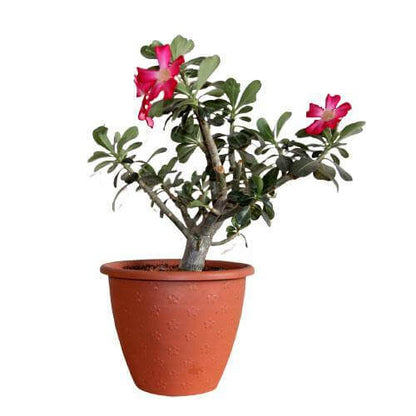 Adenium Obesum, Desert Rose, وردة الصحراء - www.Greenie.ae Buy online Best and Healthy Plants and quality products guarantee in Dubai Plants Shop in Dubai Abu Dhabi all over UAE Plants near me Fresh Plants in Dubai where to buy plants in UAE - Greenie.ae