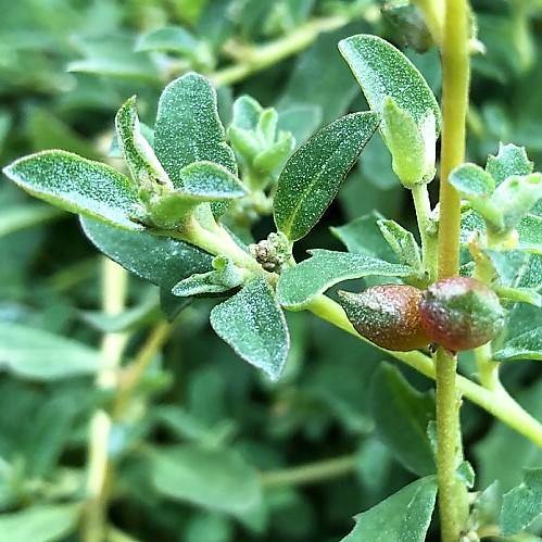 Atriplex semibaccata, Salt Bush - www.Greenie.ae Buy online Best and Healthy Plants and quality products guarantee in Dubai Plants Shop in Dubai Abu Dhabi all over UAE Plants near me Fresh Plants in Dubai where to buy plants in UAE - Greenie.ae
