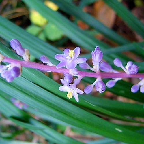 Liriope Muscari, Lilyturf - www.Greenie.ae Buy online Best and Healthy Plants and quality products guarantee in Dubai Plants Shop in Dubai Abu Dhabi all over UAE Plants near me Fresh Plants in Dubai where to buy plants in UAE - Greenie.ae