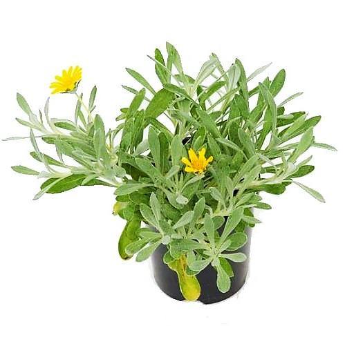 Gazania Uniflora, Treasure Flower (small) - www.Greenie.ae Buy online Best and Healthy Plants and quality products guarantee in Dubai Plants Shop in Dubai Abu Dhabi all over UAE Plants near me Fresh Plants in Dubai where to buy plants in UAE - Greenie.ae