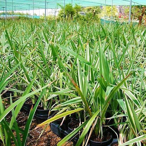 Dianella Tasmanica, Variegata, Tasman Flax-lily - www.Greenie.ae Buy online Best and Healthy Plants and quality products guarantee in Dubai Plants Shop in Dubai Abu Dhabi all over UAE Plants near me Fresh Plants in Dubai where to buy plants in UAE - Greenie.ae
