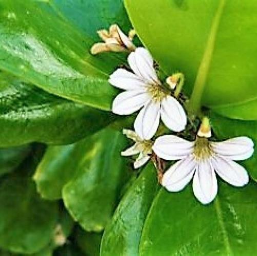 Scaevola frutescens, Vahl Beach Naupaka, Hawaiian Half Flower, Sea Lettuce - www.Greenie.ae Buy online Best and Healthy Plants and quality products guarantee in Dubai Plants Shop in Dubai Abu Dhabi all over UAE Plants near me Fresh Plants in Dubai where to buy plants in UAE - Greenie.ae